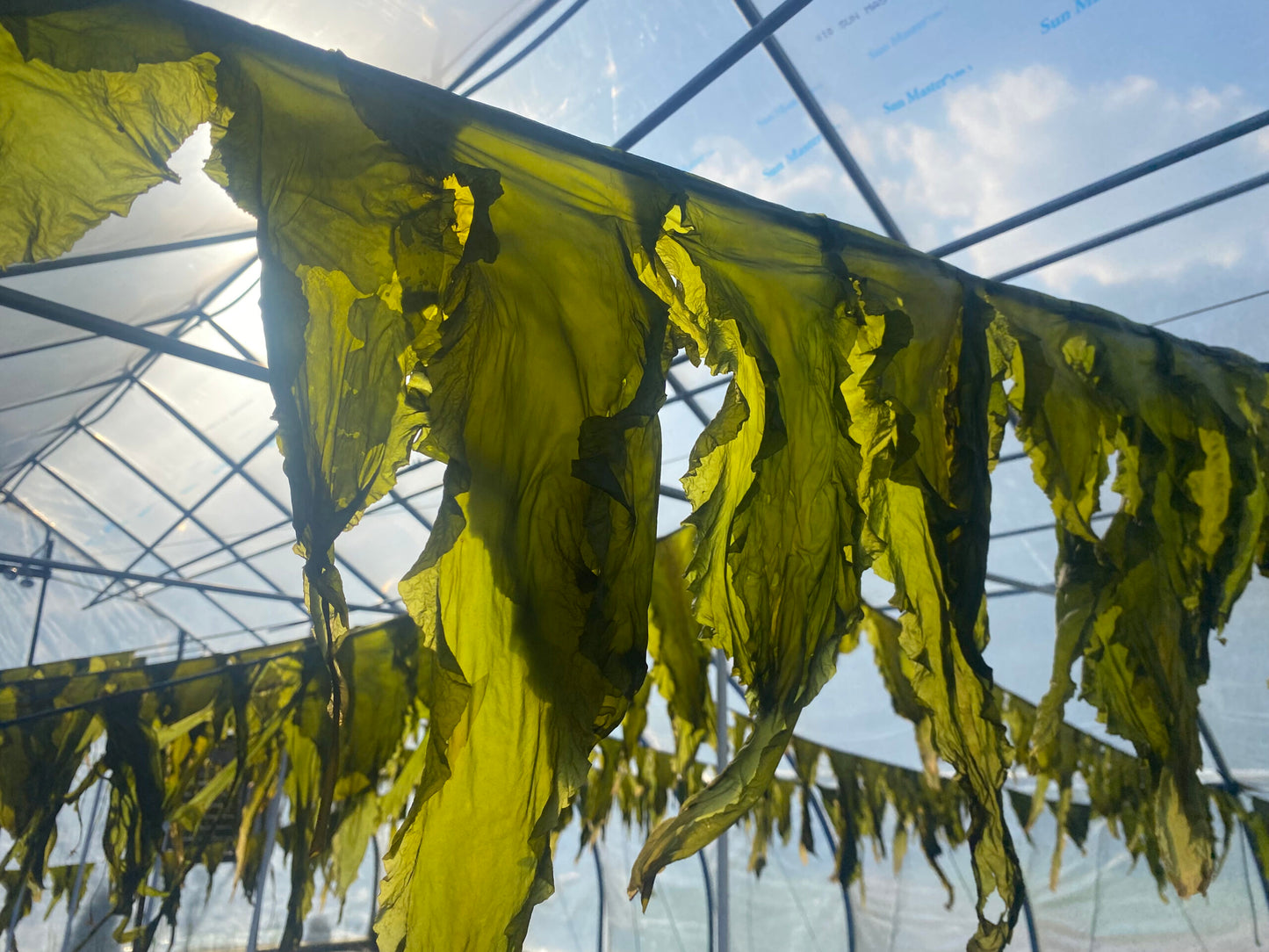 Cold Current Kelp