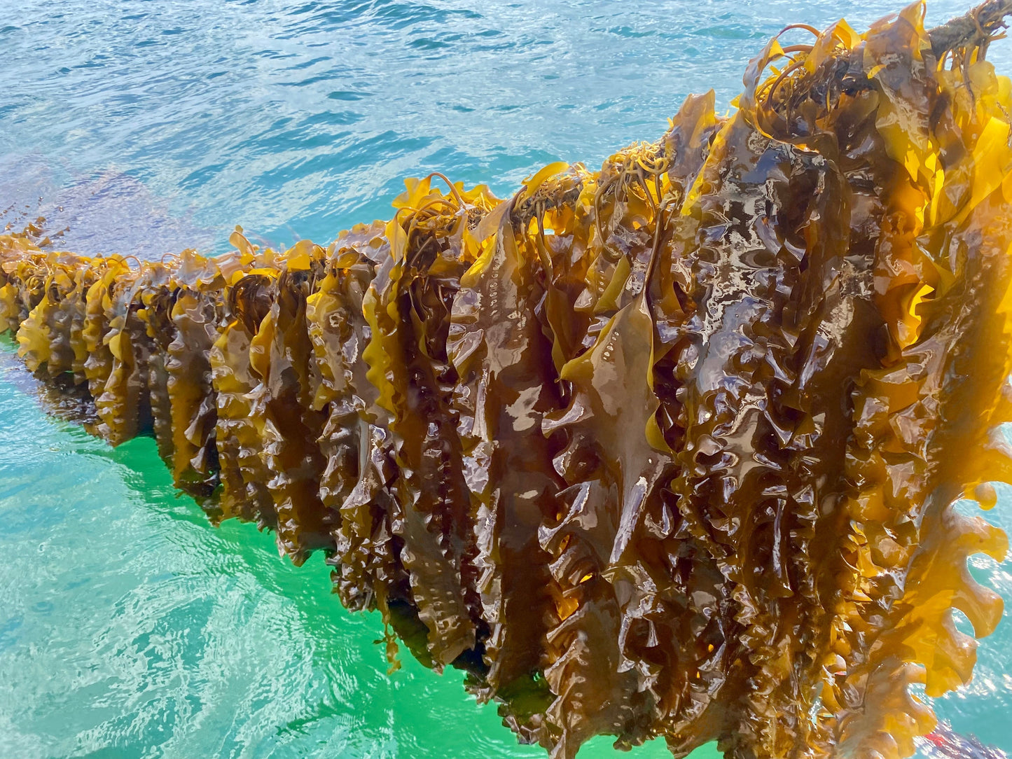 Is Kelp Good for Your Skin? A Marine Biologist Explains