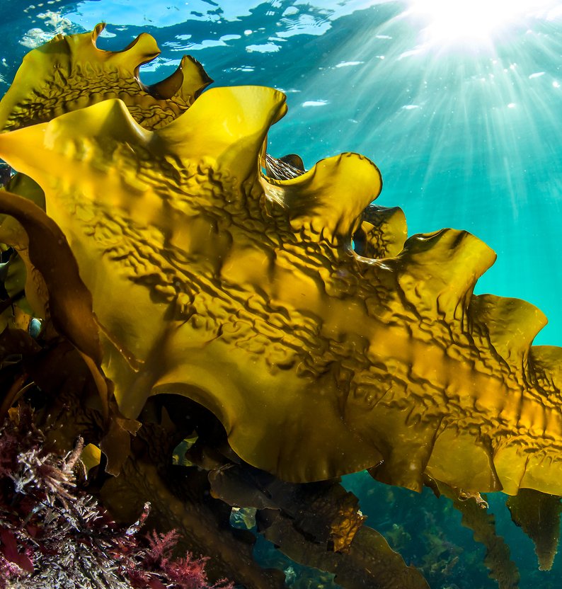 From Ocean to Bottle: Maine Kelp Skincare