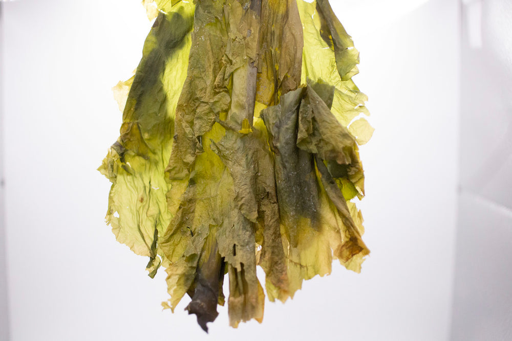 Cold Current Kelp