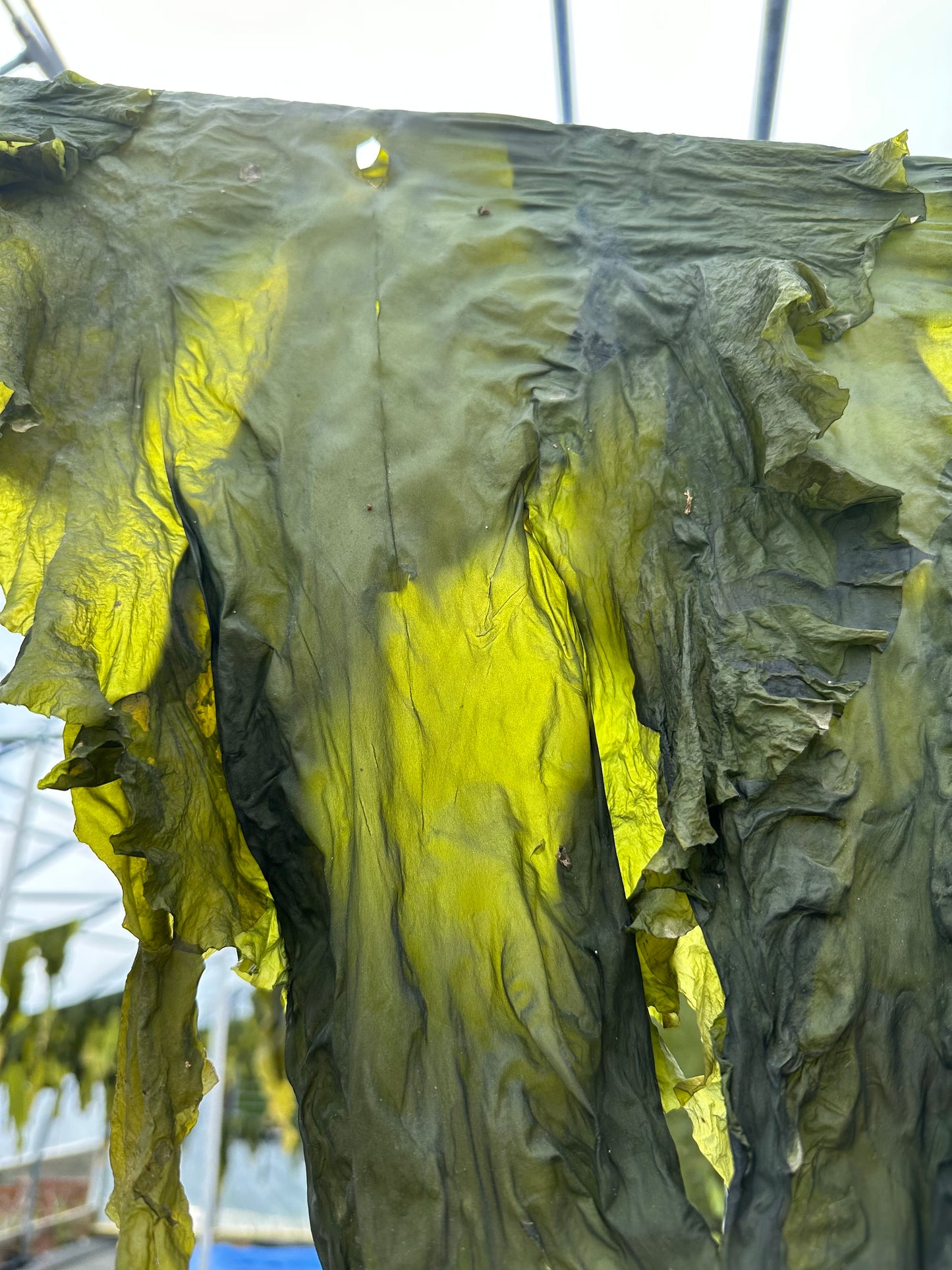 Cold Current Kelp