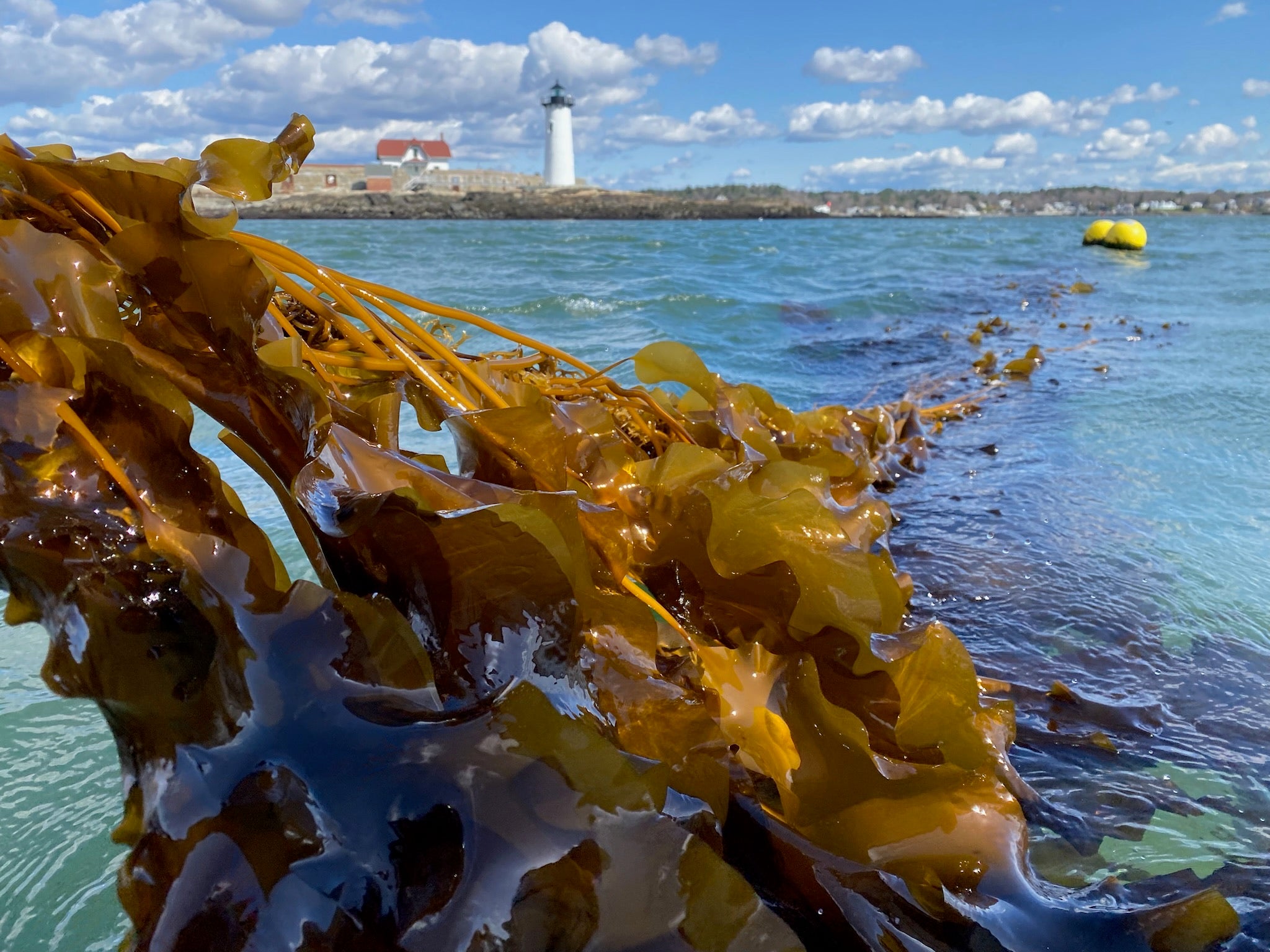 Why Blue Beauty – Cold Current Kelp